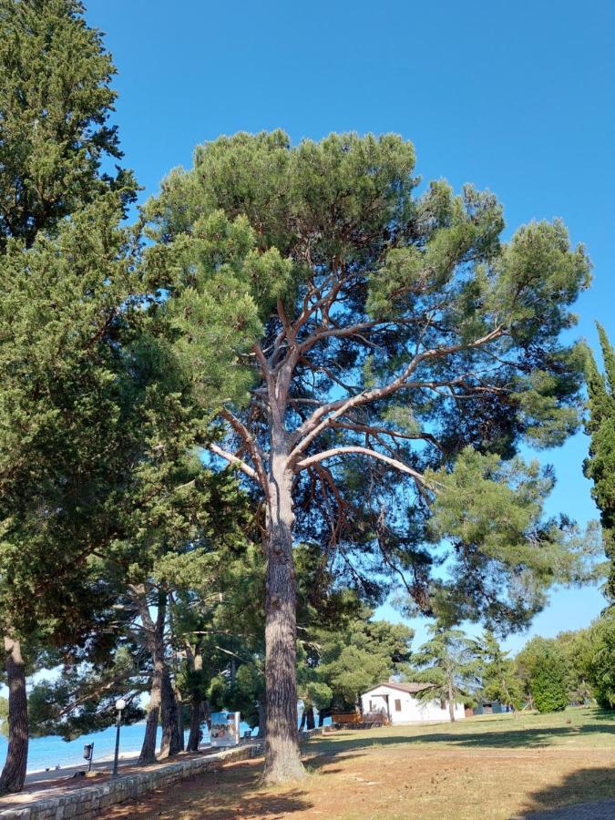 Apartmani Prodan 2 Fažana Buitenkant foto